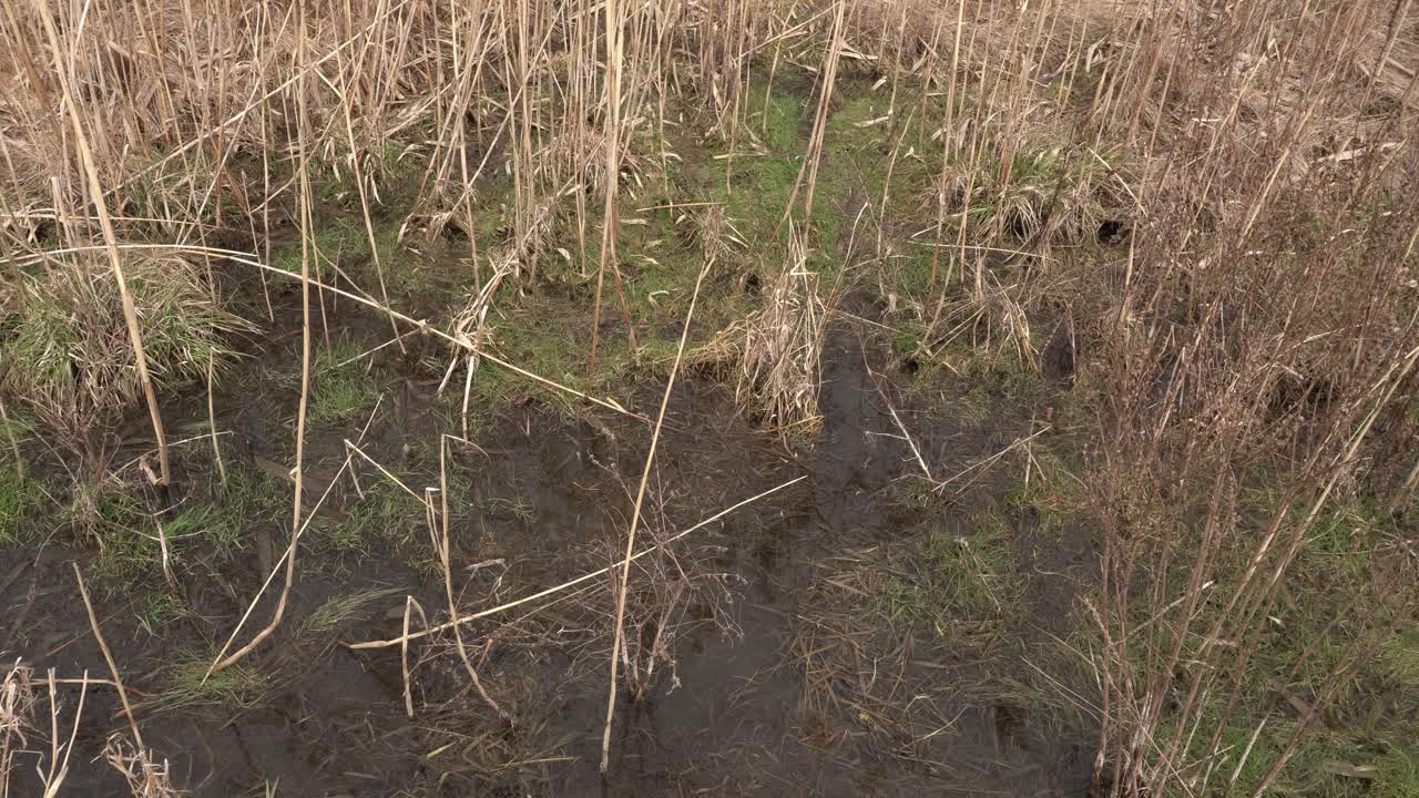 Vegetation still in hibernation mode at the beginning of spring, covered with a bit of water. This creates a beautiful setting for a pause and meditation.