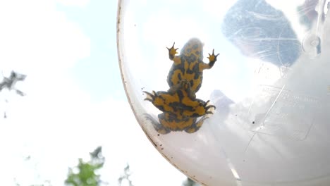 two yellow-bellied toad during an amplexus. view from under a transparent bucket