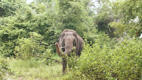 elephant in asian jungle eating green leaves and waving with its trunk greeting