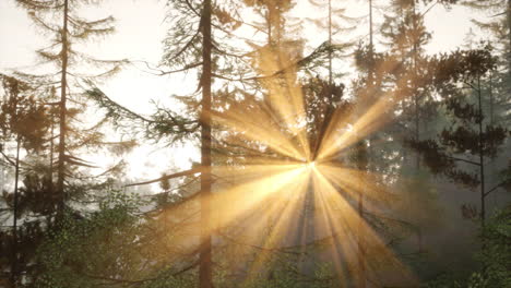 los brillantes rayos del atardecer que vienen de entre las ramas de los árboles