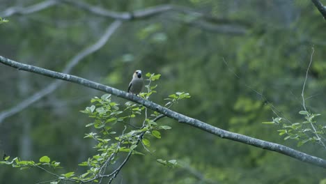 Hawfinch-Solo-Sentado-En-La-Rama-De-Un-árbol-Claro-En-La-Suave-Luz-Del-Atardecer