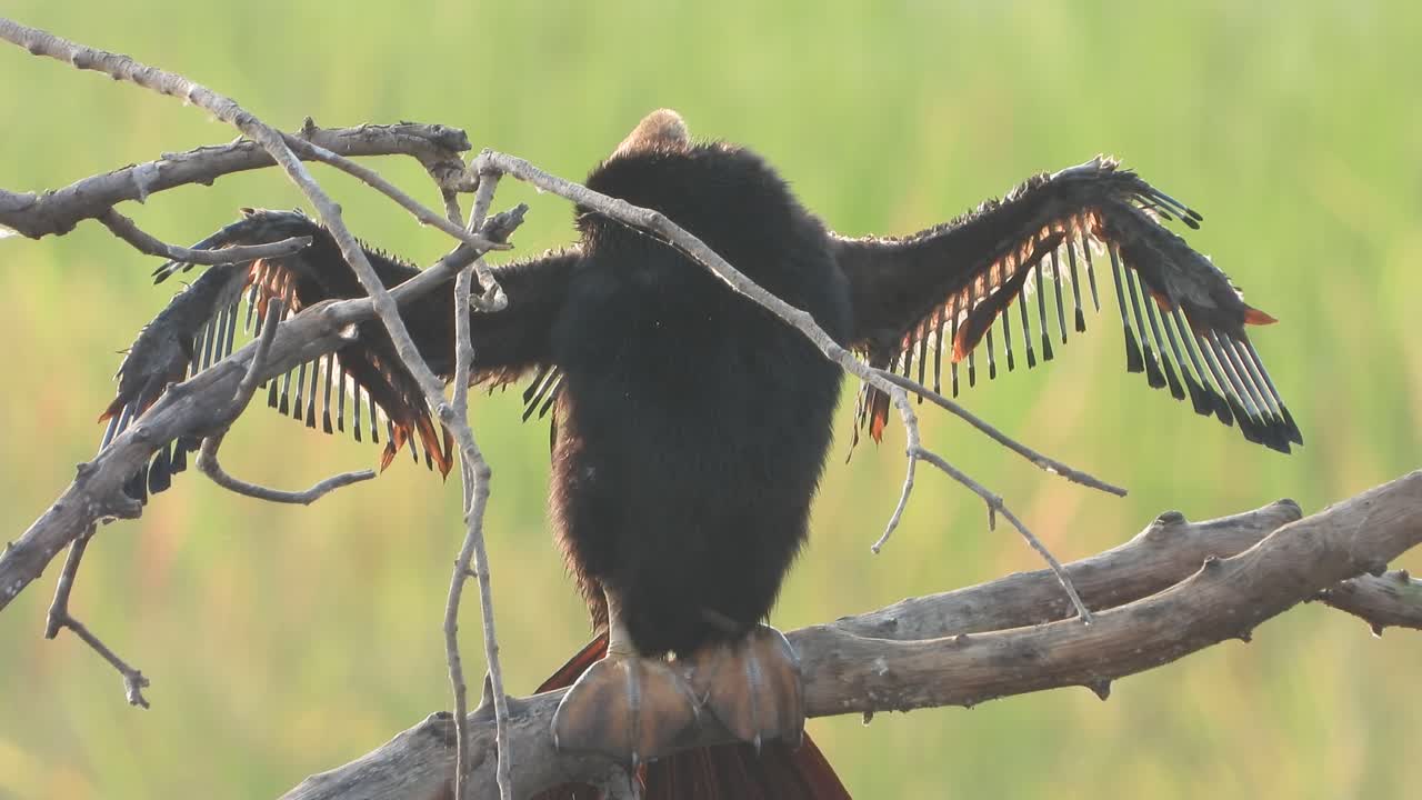 pollito anhinga en el estanque uhd mp4 4k.