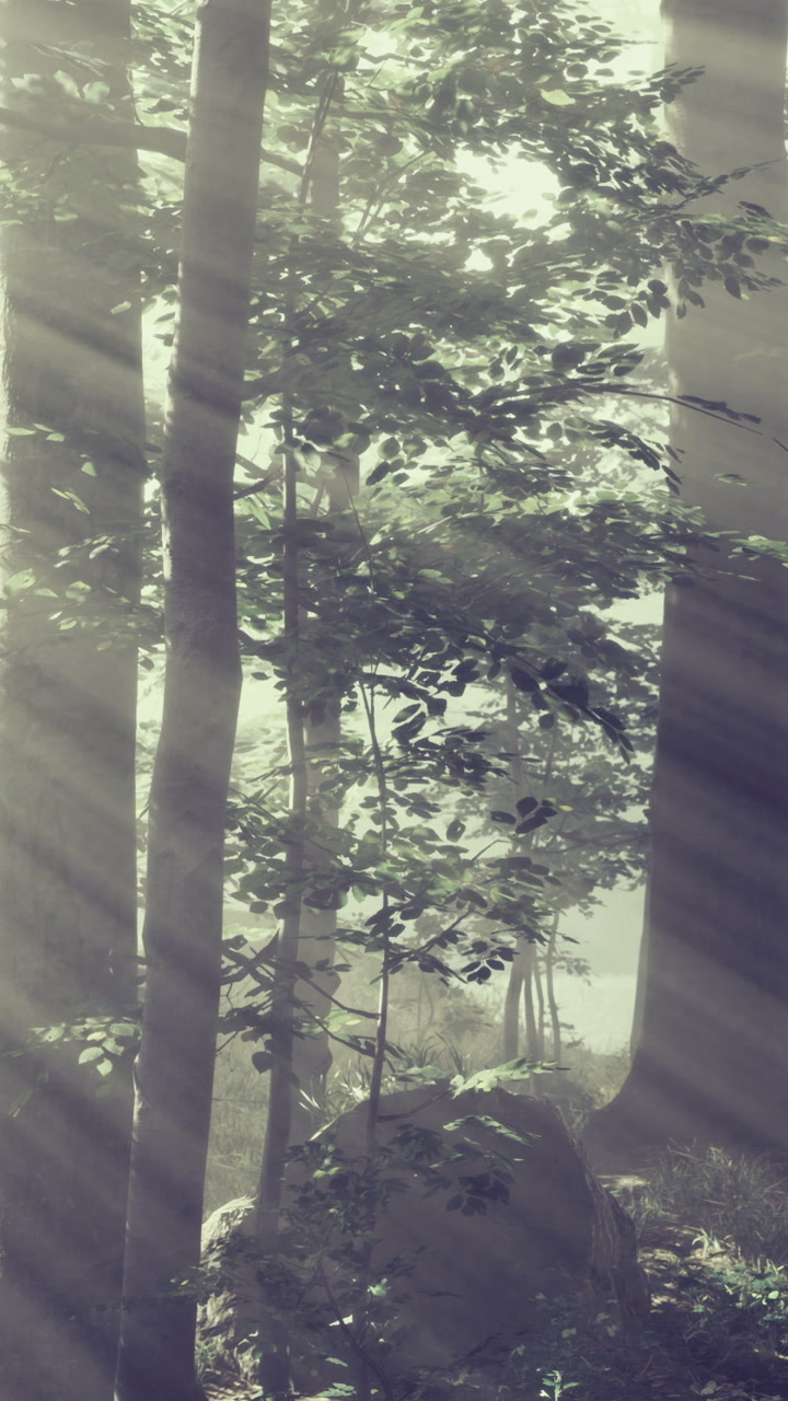 Light shines through trees in a forest during the day with fog and greenery