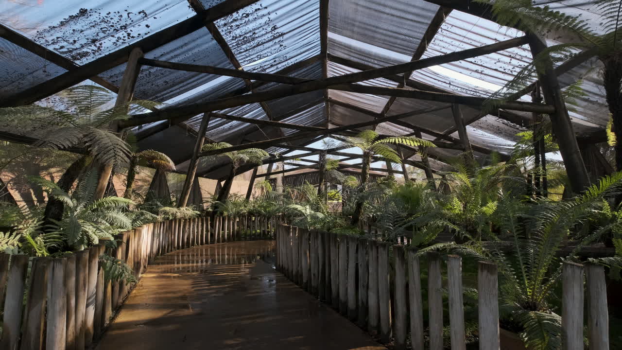 tiro en el jardín botánico lugar dedicado a los helechos y otras especies tropicales