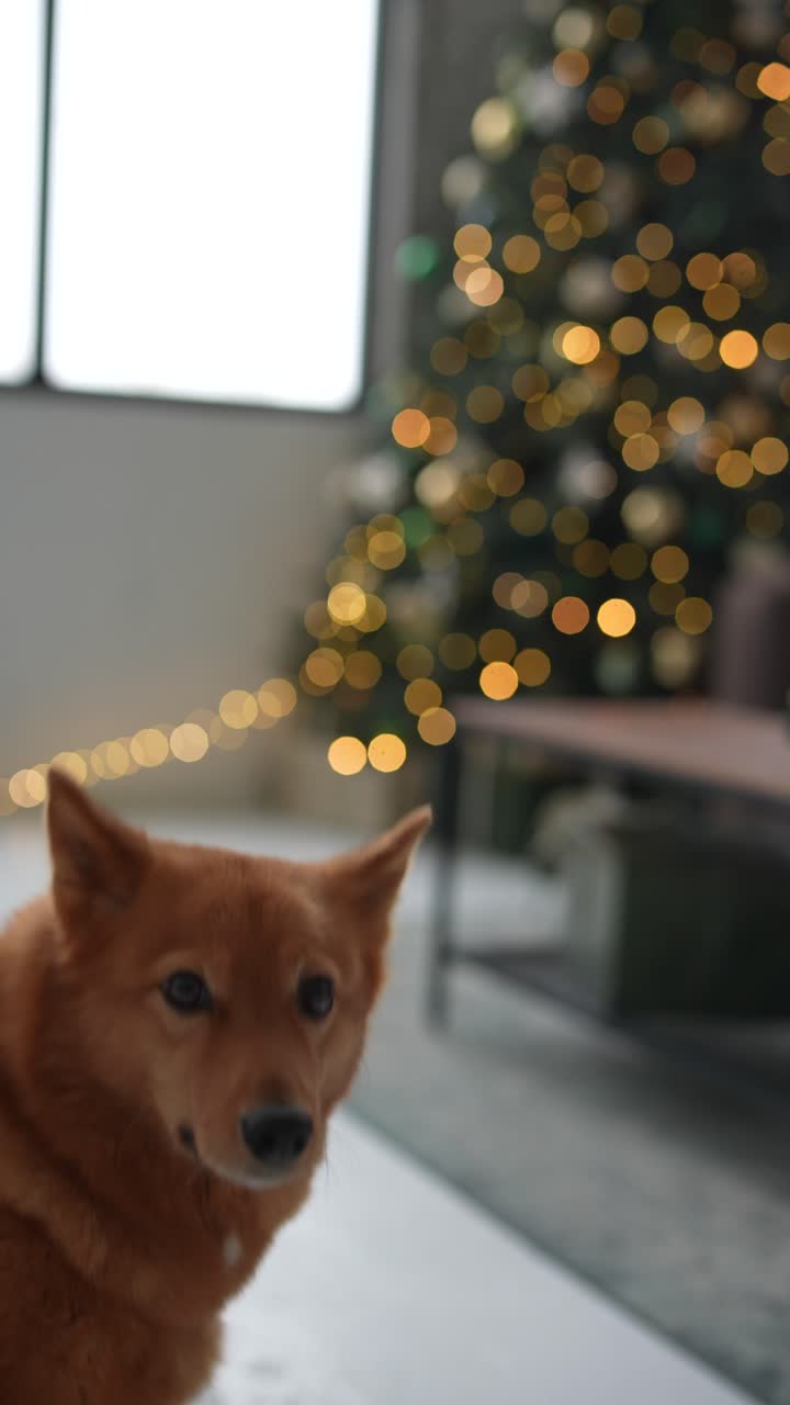 개와 함께 크리스마스 인테리어