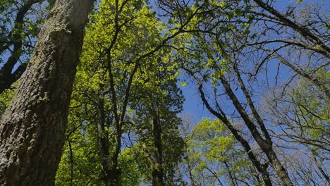 Looking-up-in-a-green-forest,-POV-through-trees