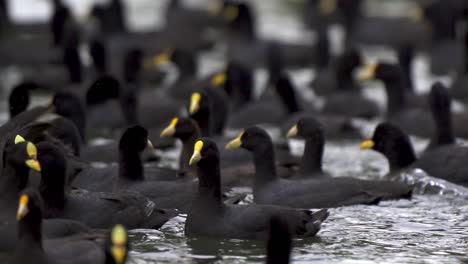 Nahaufnahme-Eines-Schwarms-Rot--Und-Weißflügeliger-Blässhühner,-Die-Gemeinsam-Auf-Einem-Teich-Schwimmen