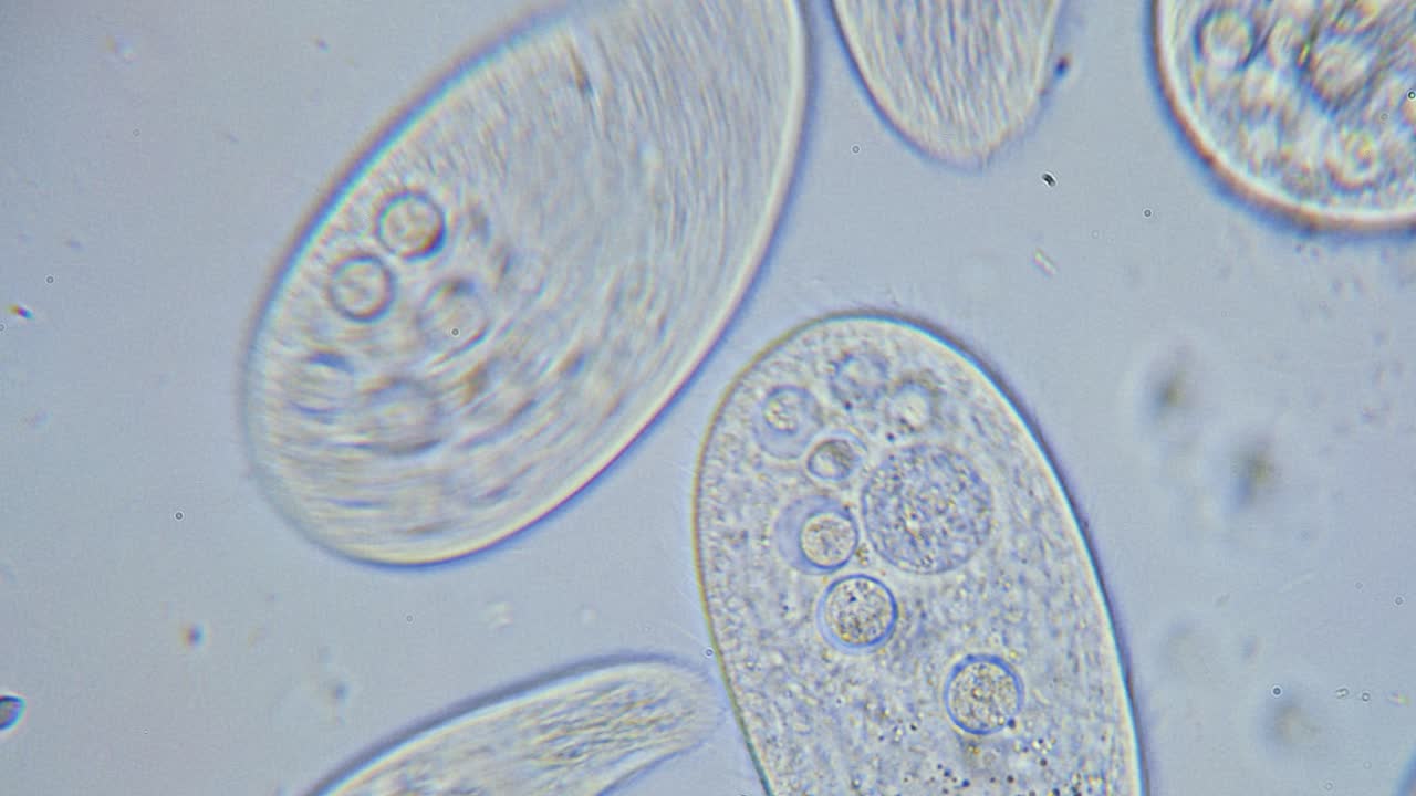 alta densidad de protozoos paramecium unicelulares bajo el microscopio