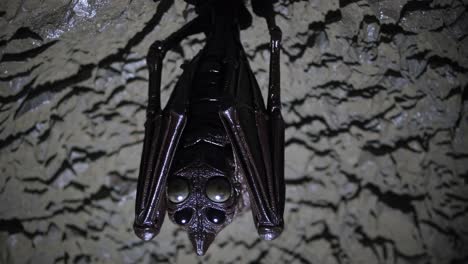 bat hanging in a cave