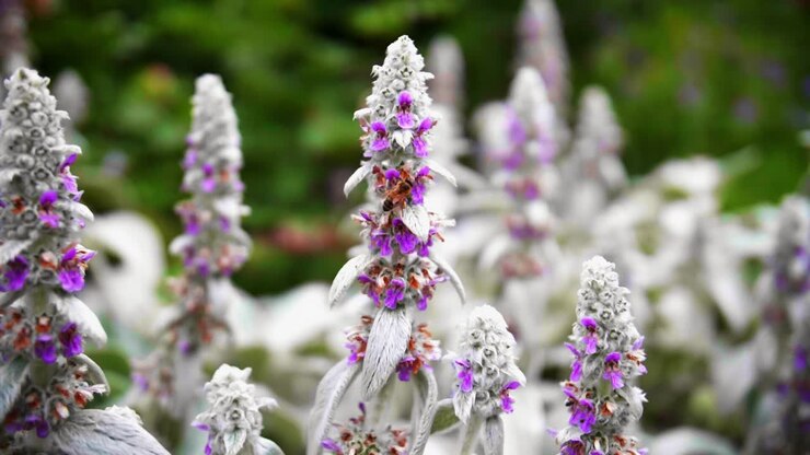 Ape che si muove al rallentatore su fiore viola in giardino con sfondo verde sfocato