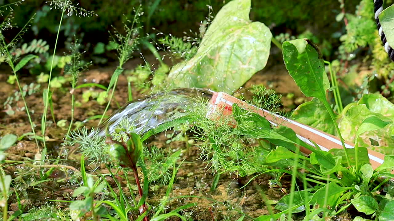 Watering organic home garden. Closeup Water hose releases water into the garden. Low angle slow motion video.