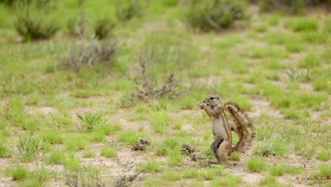 Wide-shot-of-a-African-Ground-Squirrel-foraging-for-food-and-eating-while-standing-alert-in-the-green-landscape-of-the-Kgalagadi-Transfrontier-Park