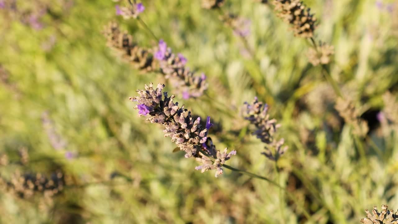 Lavender flowers with bees collecting nectar, captured in warm sunlight, showcasing nature's vibrant interaction.
