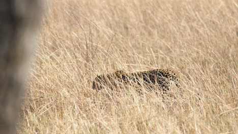 Leopardo-Africano-Caminando-Por-Los-Pastizales-En-áfrica