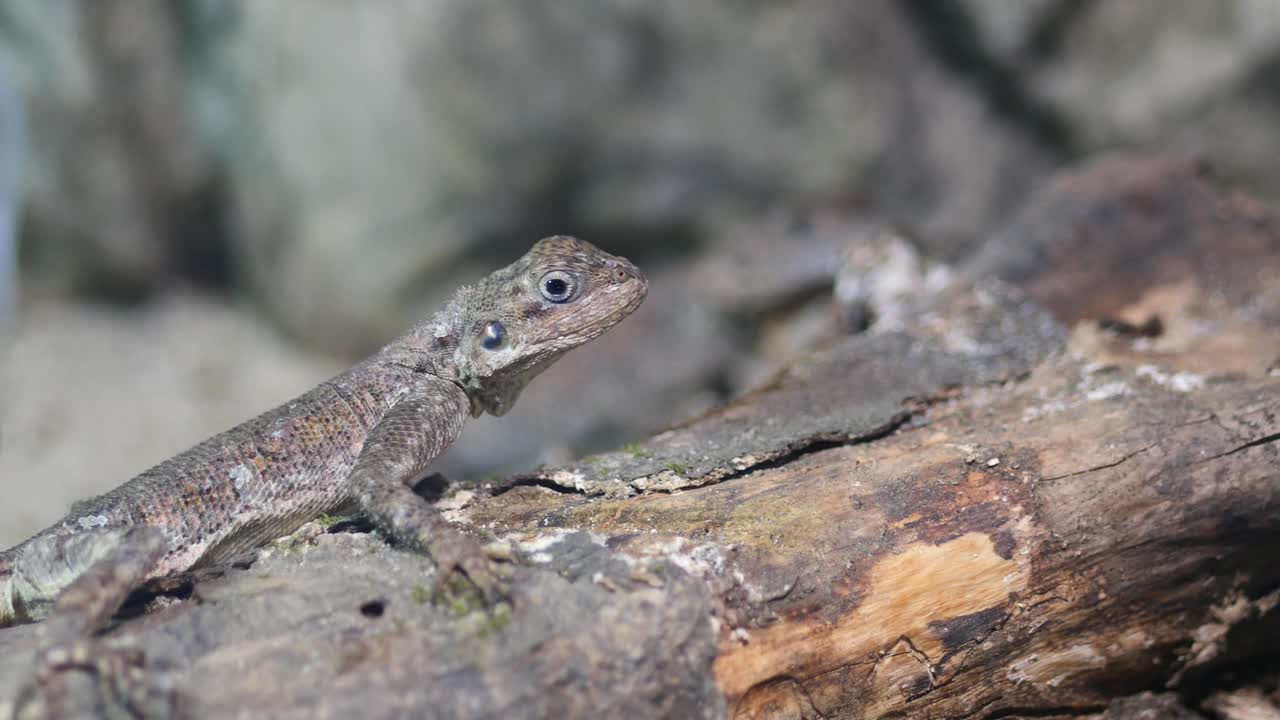 Small Lizard on a Branch