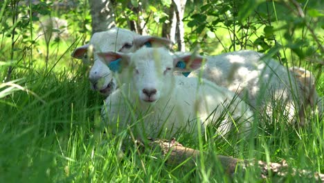 cutest clip of mother sheep and lamb resting in the sun and chewing grass during summer pasture - close up of sheep hiding in the grass