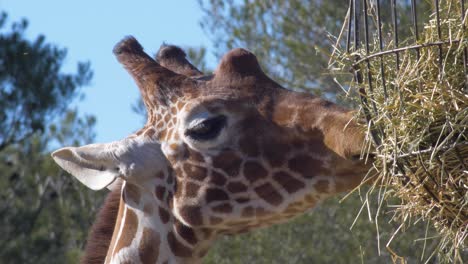 giraffe eating dried grass from the hanging bowl