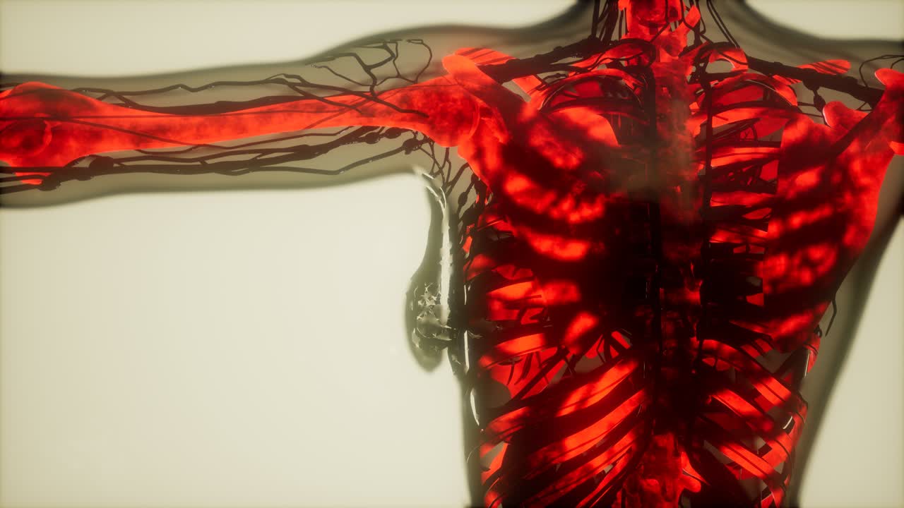 인간의 골격  ⁇  스캔 발광