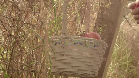 tomando a mano manzanas rojas y amarillas frescas y saludables de la canasta en la escena rural