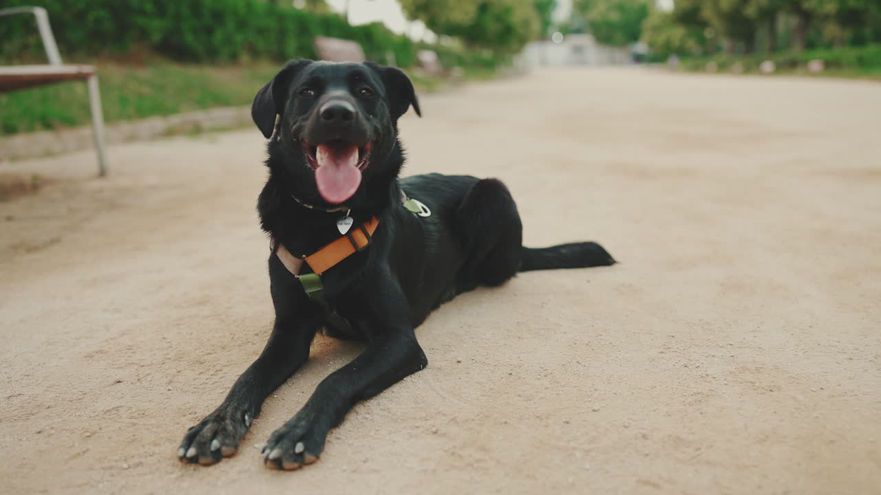 Black Labrador Relaxing in the Park