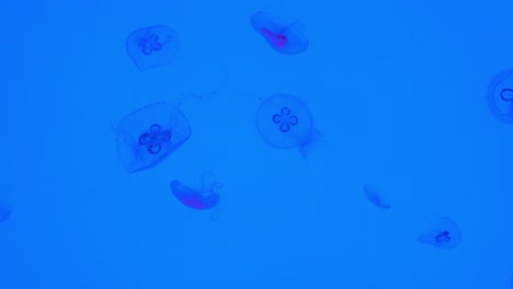 Toma-Estática-Que-Captura-El-Golpe-De-La-Medusa-De-La-Luna,-Aurelia-Aurita-Flotando-En-El-Tanque-Del-Acuario-Con-Fondo-Luminoso-Azul-Y-Luz-Iluminada,-Laboratorio-De-Ciencias