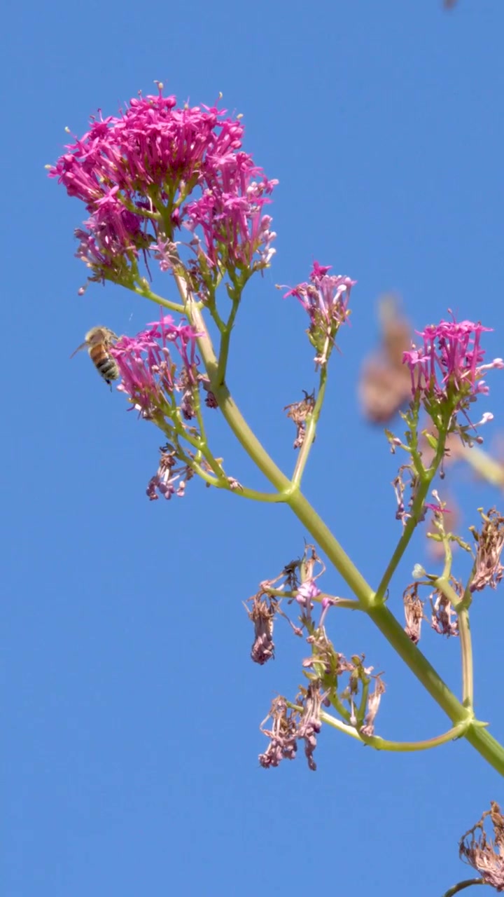 En honningbie samler nektar fra livlige rosa villblomster under sterkt sollys og blå himmel