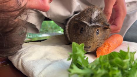 person feeding a guinea pig