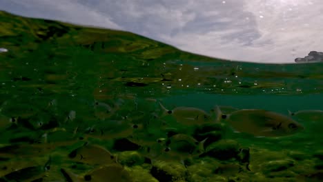 Split-half-underwater-view-of-school-of-sea-bream-fish-swimming-in-pristine-clear-shallow-water-in-Corsica,-France