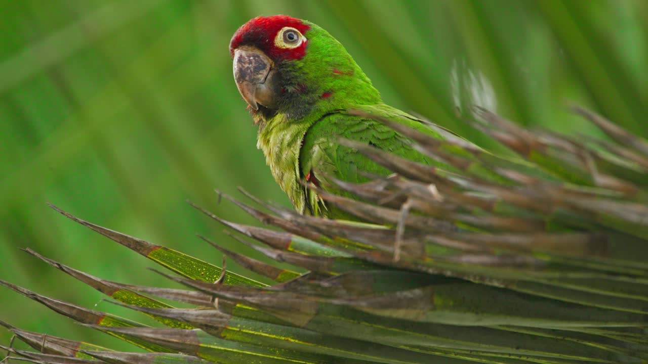 Red-headed parrot, Psittacara mitratus, perched on a palm branch in Lima, Peru