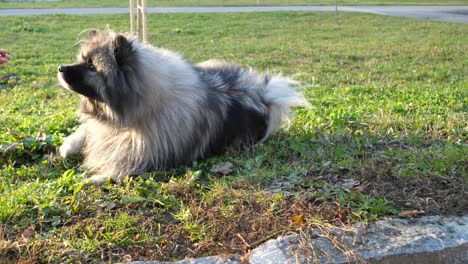 Ein-Schöner-Keeshond-Hund-Macht-Eine-Trickrolle-Auf-Einer-Grünen-Wiese-Und-Bekommt-Ein-Leckerli,-Während-Die-Sonne-Scheint