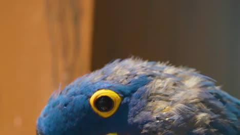 cinematic side portrait of a vibrant blue hyacinth macaw