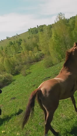 graceful eventoed animals couple gallops along large green meadow first point view. arabian horses free roam on wild preserved highland slow motion