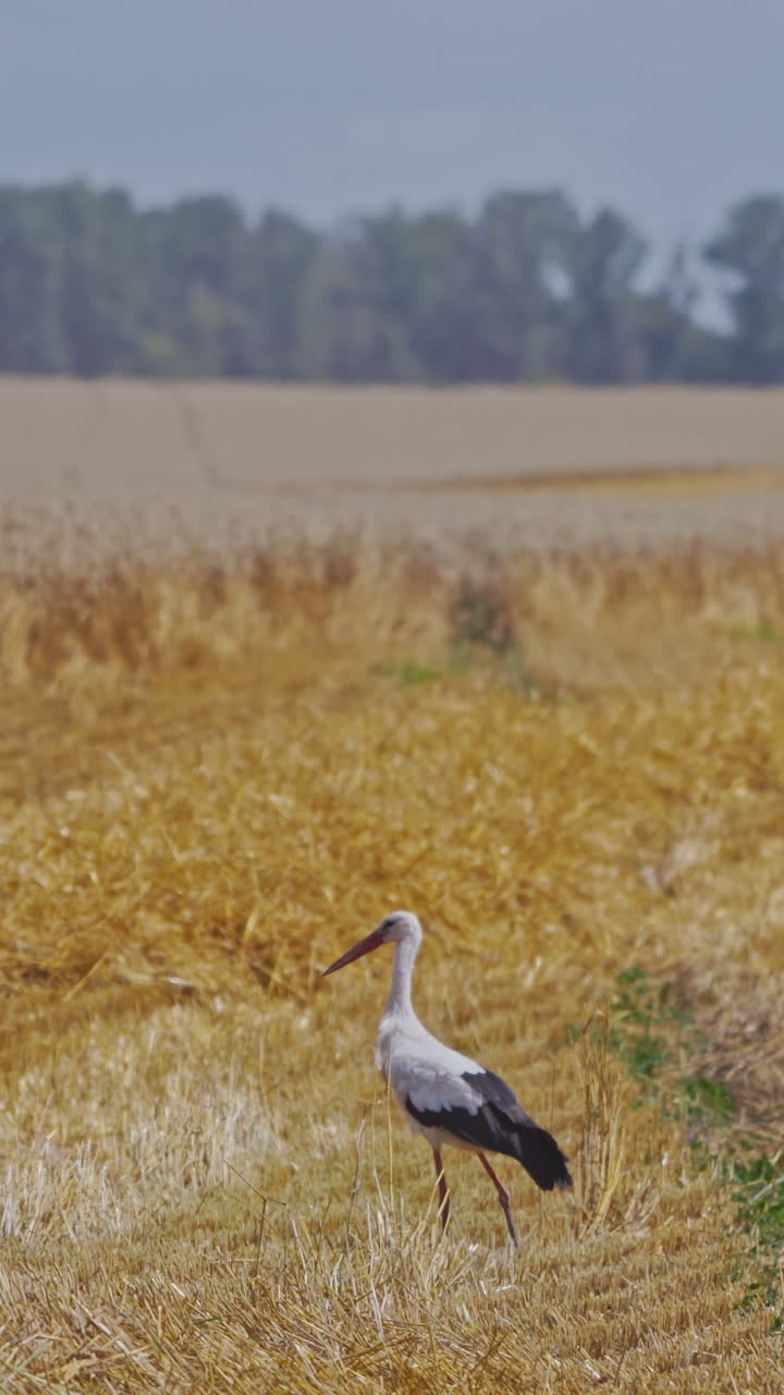 White and black stork in the yellow field. Bird is walking on the golden field on the blur background of combine harvester working in summer. Vertical video