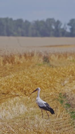 white and black stork in the yellow field. bird is walking on the golden field on the blur background of combine harvester working in summer. vertical video