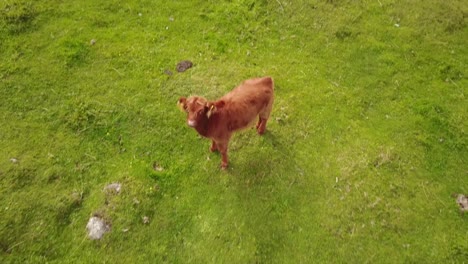 vista de una vaca marrón en un prado verde en los alpes suizos