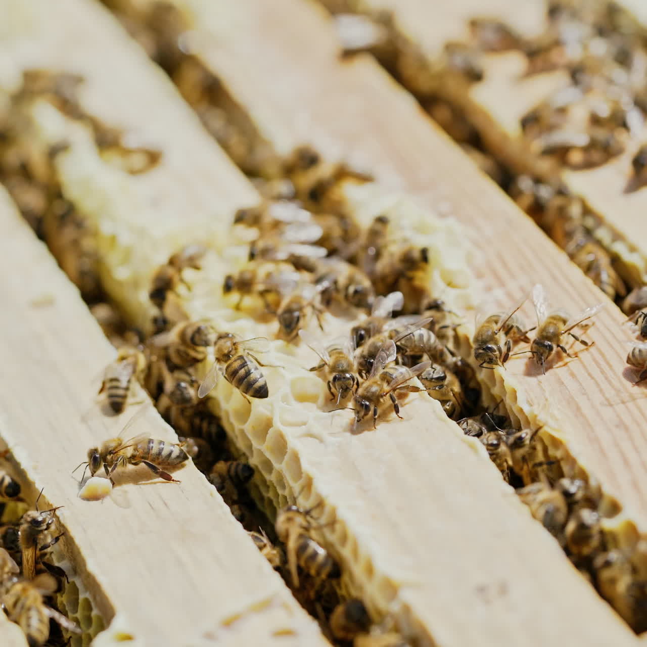 beekeeper works on an apiary, an open beehive. Frames with honey. An apiary in the summer.