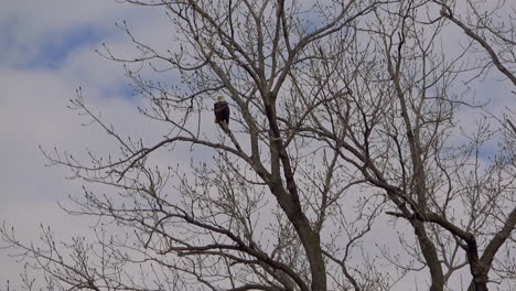 a panning shot of a midwest bald eagle nest and the eagle sitting high in the treetops