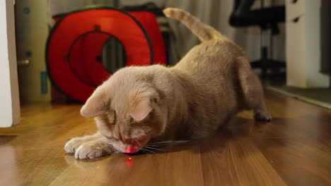 cat leaps side to side with arched back and raised tail trying to catch laser pointer dot