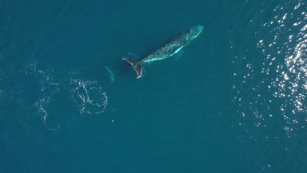 열린 바다에서 자유롭게 헤엄치는 혹등고래 - megaptera novaeangliae