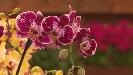 Close-up of Purple and Yellow Orchids