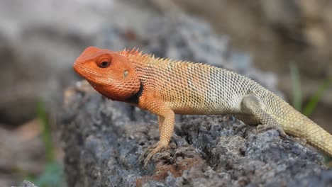 Lagarto--hormigas---Cabeza-Roja.