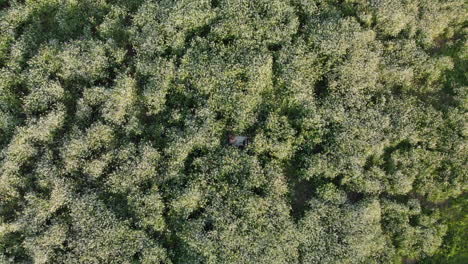 aerial of young woman lying in flowers
