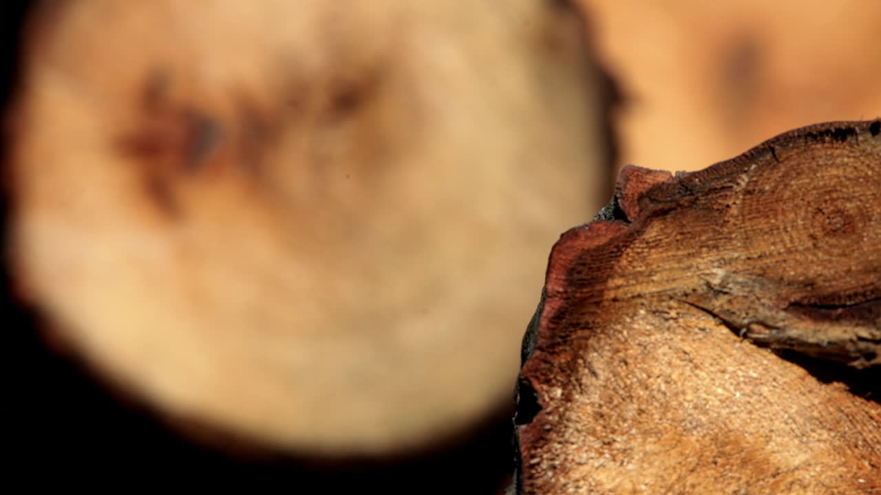 Cut tree section - falled forest 6