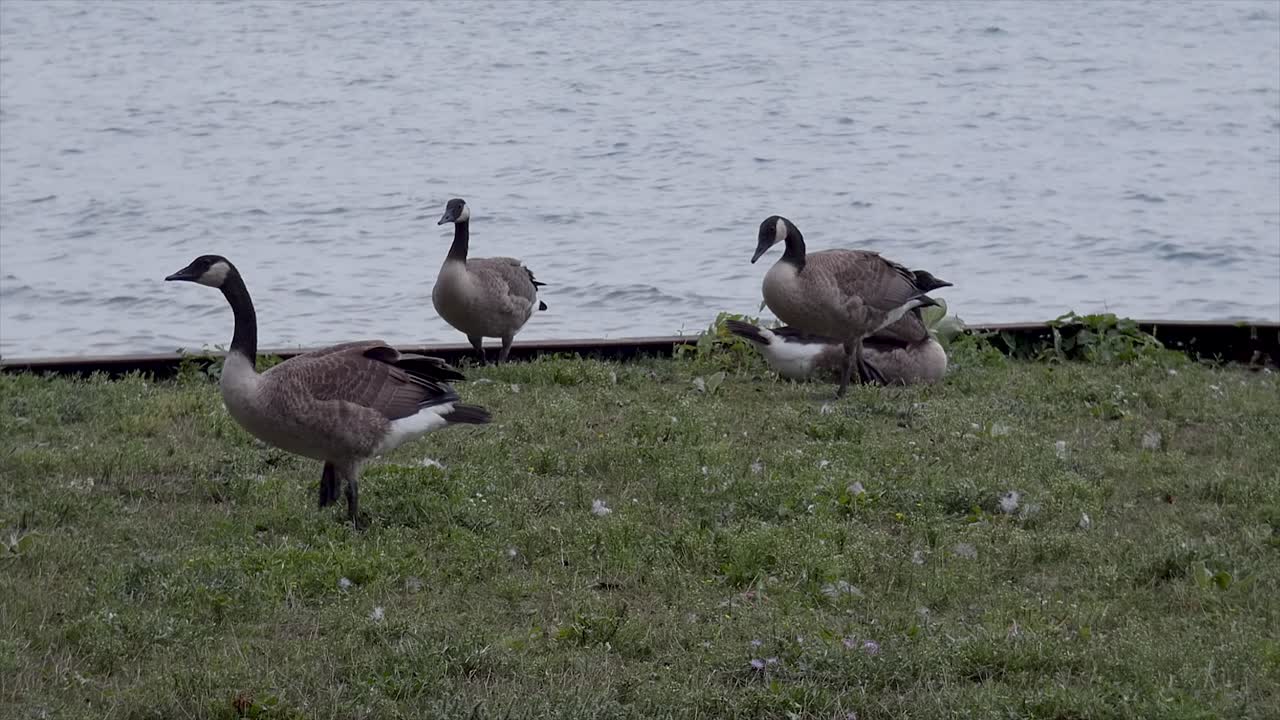 Geese in front of water stand and walk away.