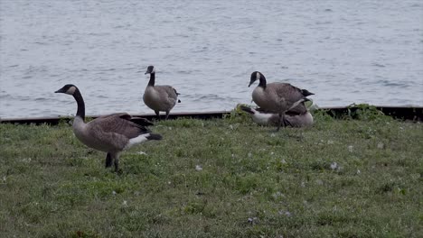 geese in front of water stand and walk away.