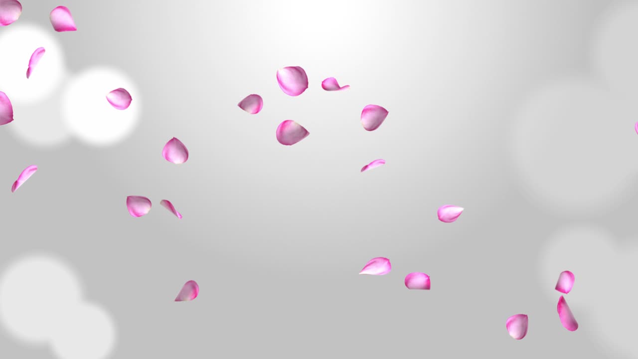 Flowers petals falling Loop background Green Screen Animation.