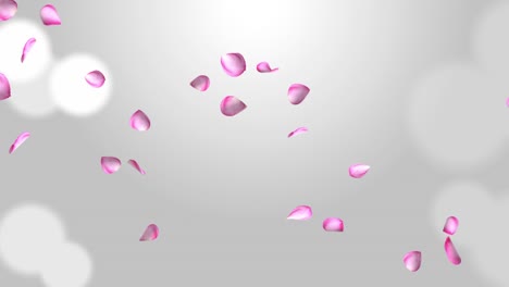 flowers petals falling loop background green screen animation.