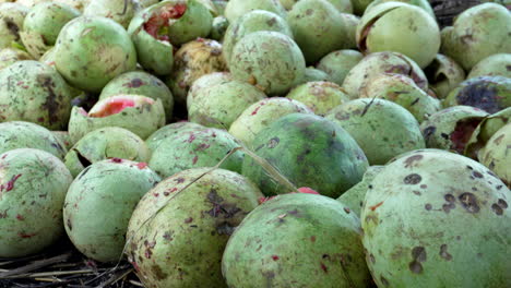 waste pile of watermelon at a fruit market in makurdi, benue state, nigeria