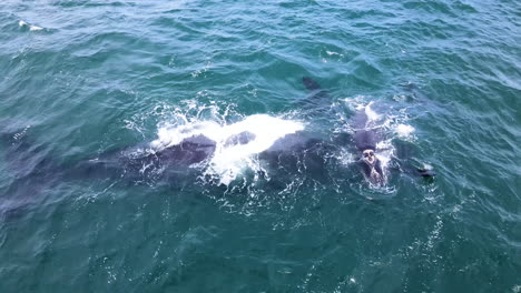 juguetona ballena franca recién nacida imita a su mamá en su espalda, hermanus