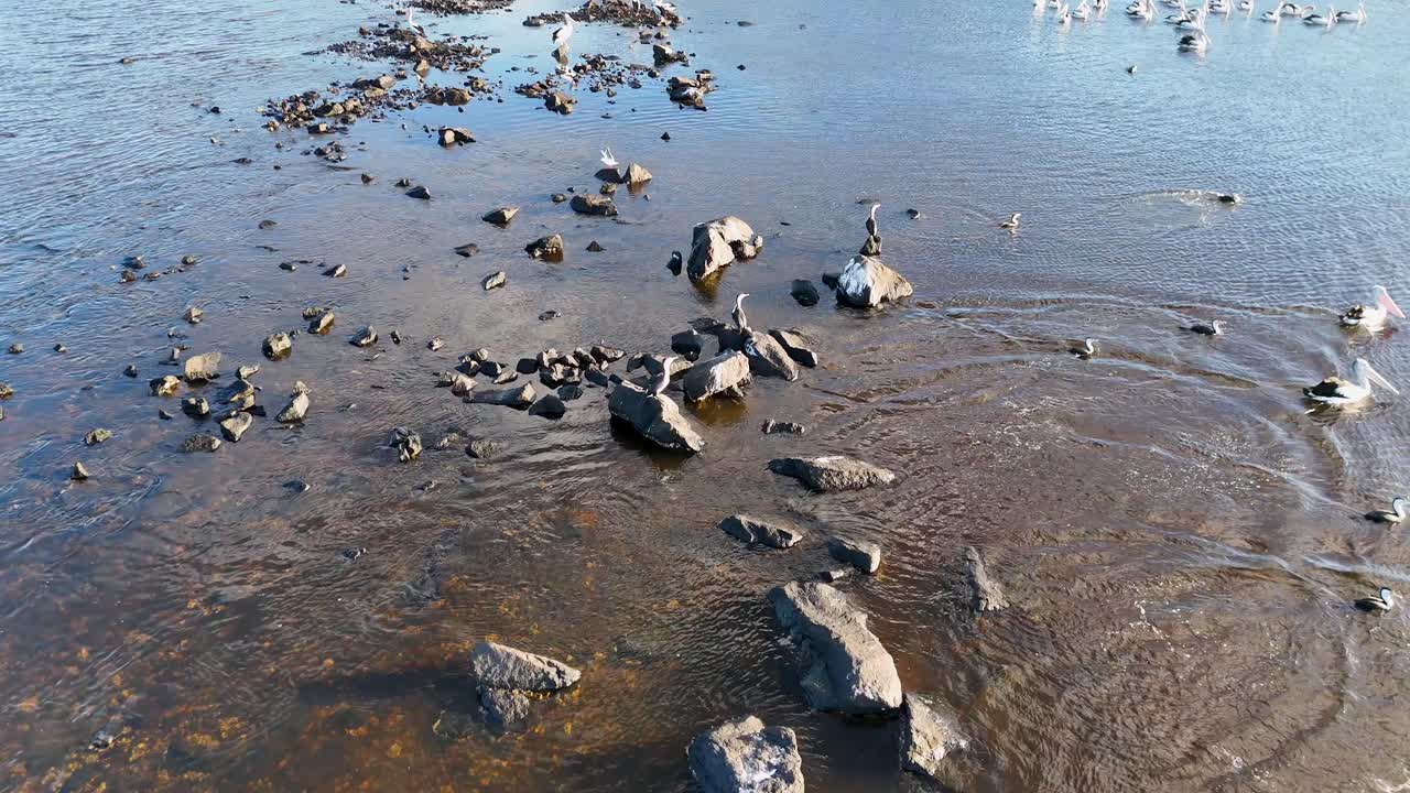 Aerial footage captures birds wading and fishing in a serene river setting with clear skies and gentle water ripples